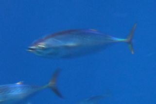 Thunnus obesus - Großaugen-Thunfisch (Großaugenthun)